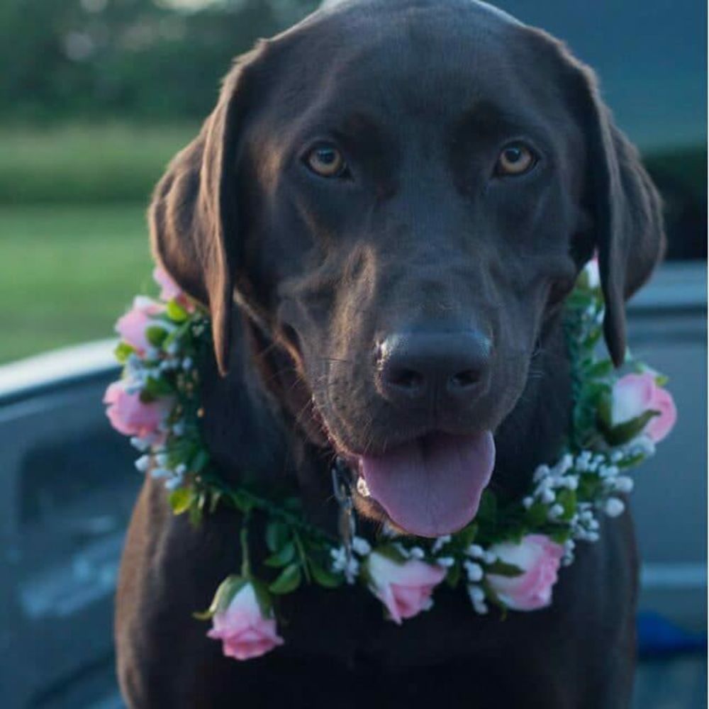 Meet your Posher, Monica